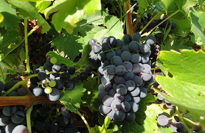grape vineyards châteauneuf du pape